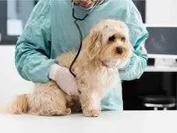 Max Veterinary Clinic