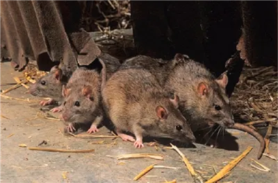 Protection Pest Control 