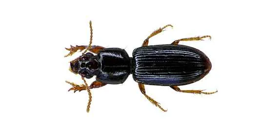 Protection Pest Control 