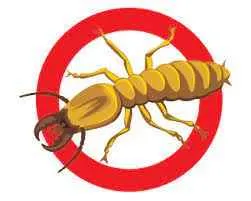 Orderly Pest Control