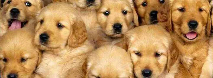 Golden retriever Puppies