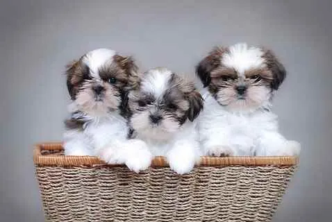 Shihtzu puppies 