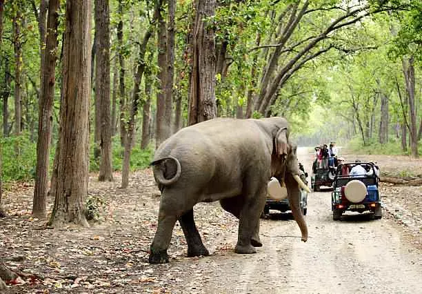 Jim Corbett National Park 