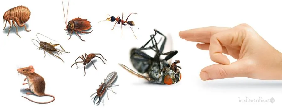 Hi-Tech Pest Control Services Hi-Tech Pest Control Services