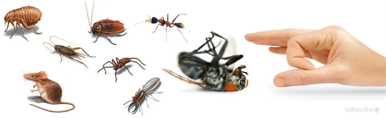 Hi- Tech Pest Control Services Hi- Tech Pest Control Services