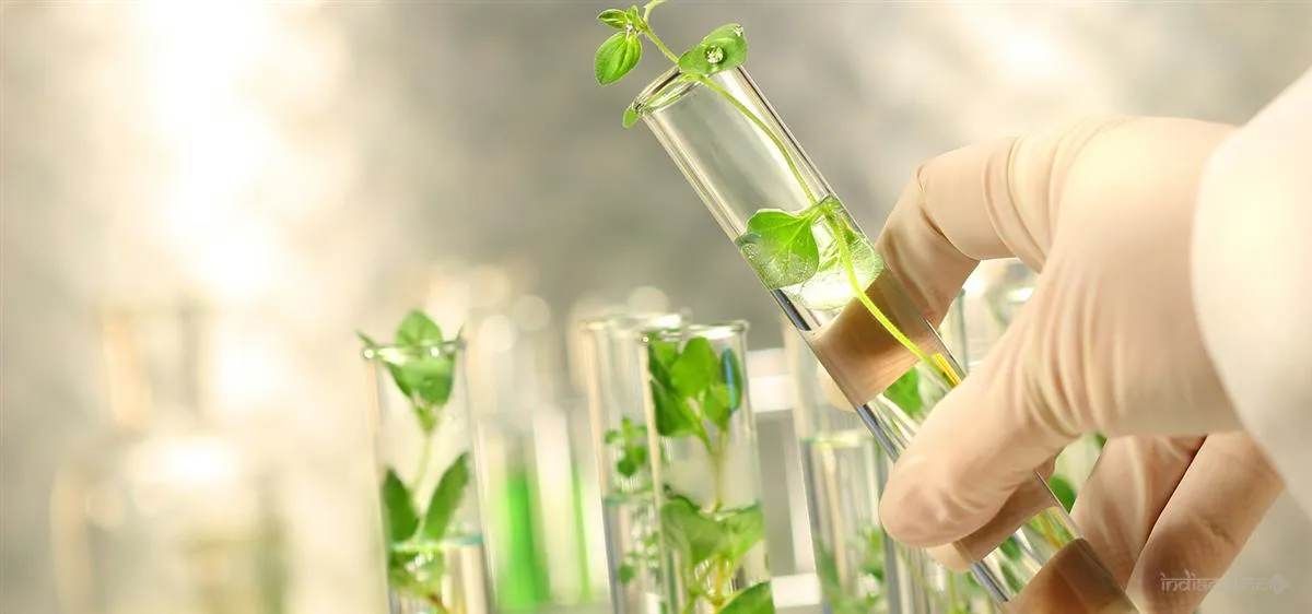 Marine Hydrocolloids