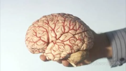 BrainCarve BrainCarve