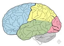 BrainCarve BrainCarve