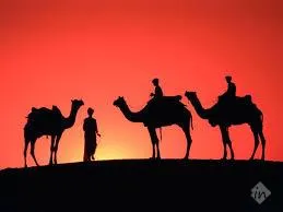 Safari India Travel Consultant