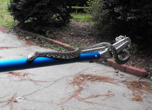 Pest Control Professionals