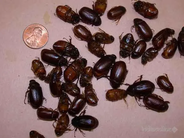 Pest Control Professionals