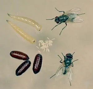 Pest Control Professionals