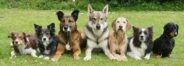 Citizen K9 Citizen K9