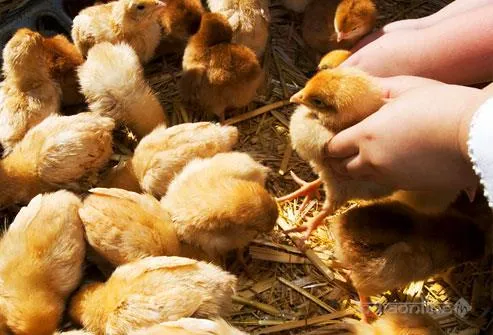 Jayram Feed & Chicks Centre Jayram Feed & Chicks Centre