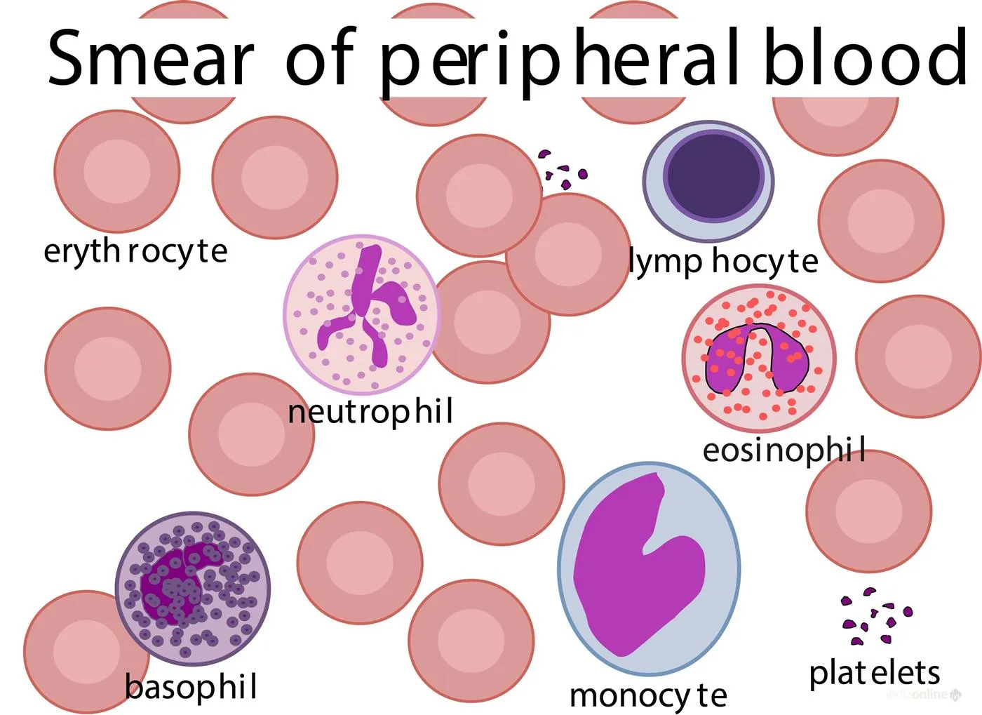 Trulife Diagnostics Trulife Diagnostics