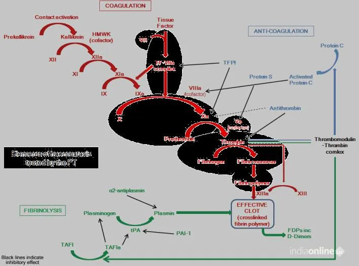 Trulife Diagnostics Trulife Diagnostics