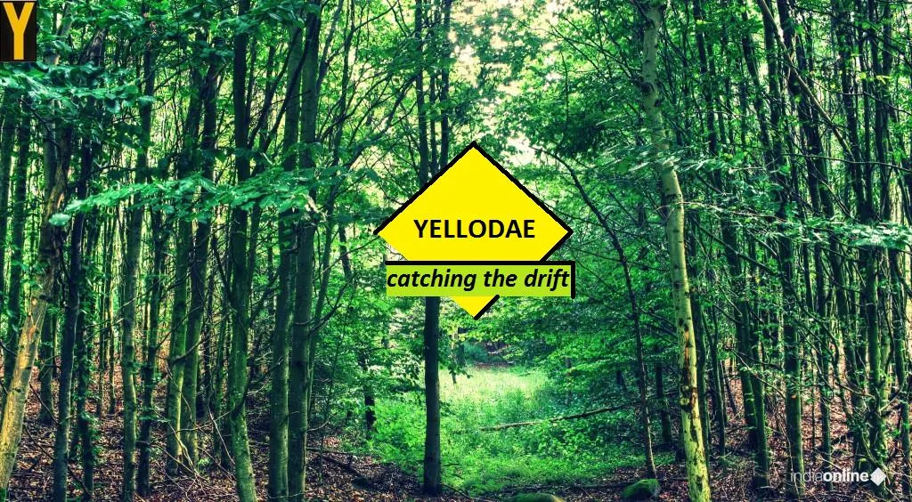 Yellodae