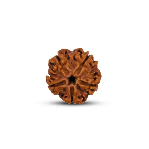 12 mukhi rudraksha original