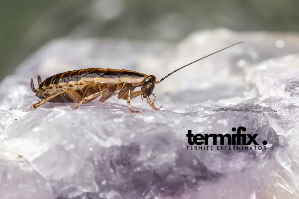 Termifix Pest Control