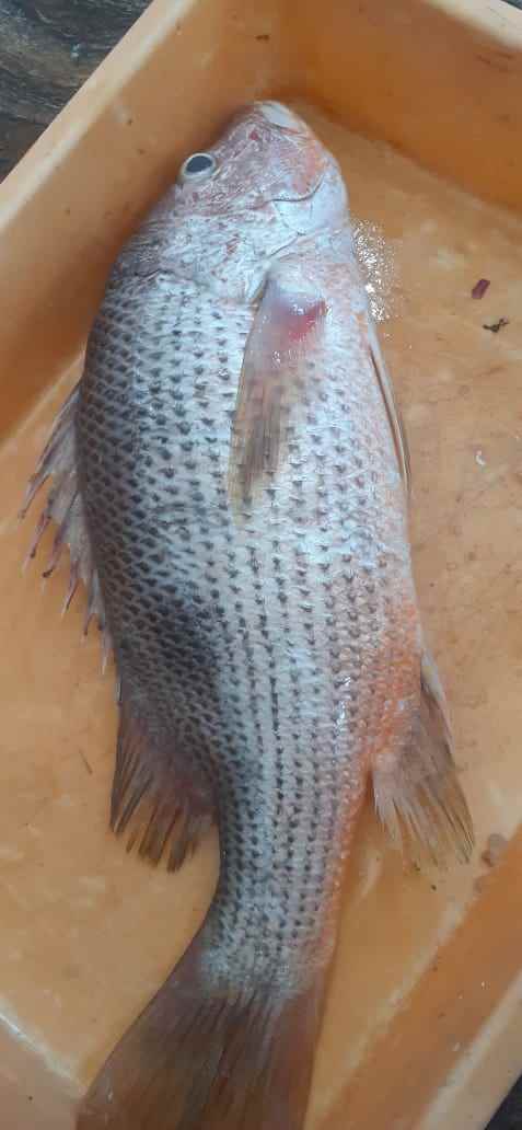 Red Snapper (Raha)