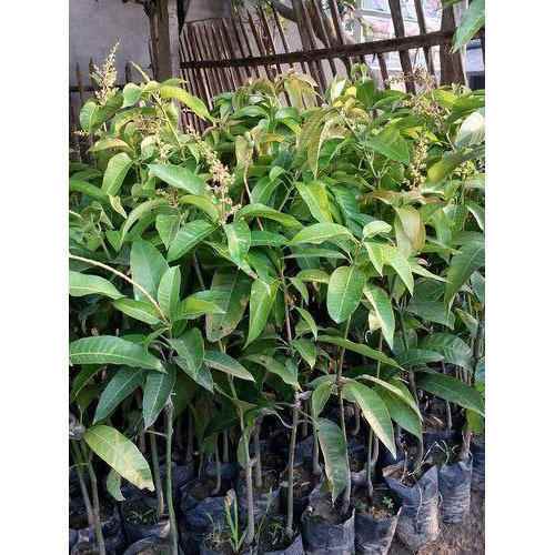 Mango Plant