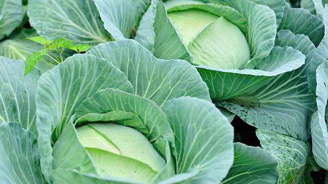 Cabbage