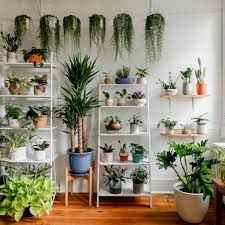 Indoor Plants