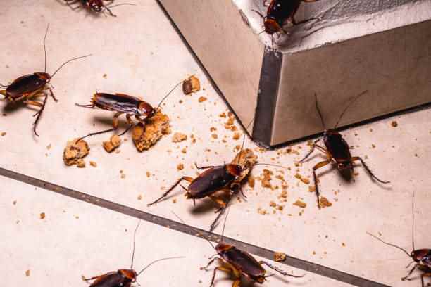 Anti Cockroach Control Services