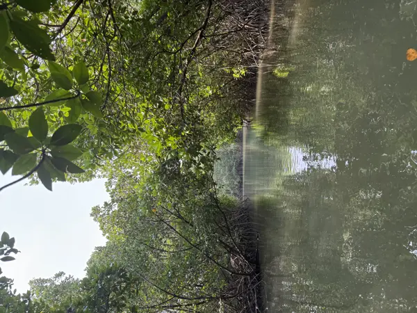 Mangrove kayaking and boating Mangrove kayaking and boating