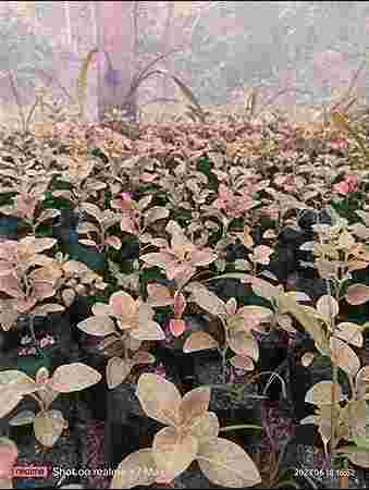 SOKHER BAGAN NURSERY