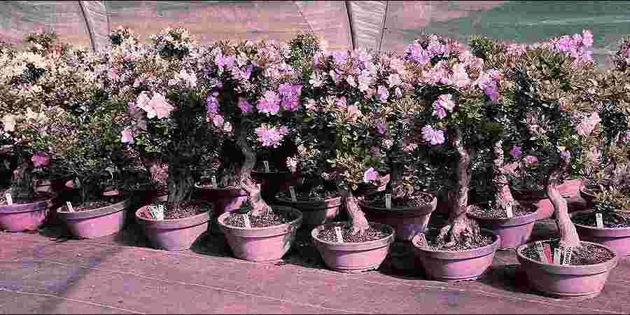 Regional Horticulture Nursery