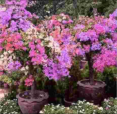 Bougainvillea