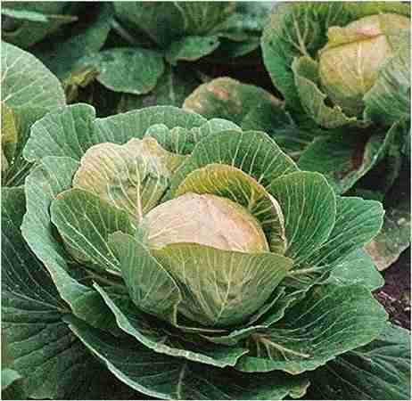 Cabbage / Patta Gobhi