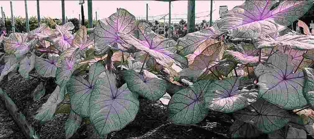 SOKHER BAGAN NURSERY SOKHER BAGAN NURSERY