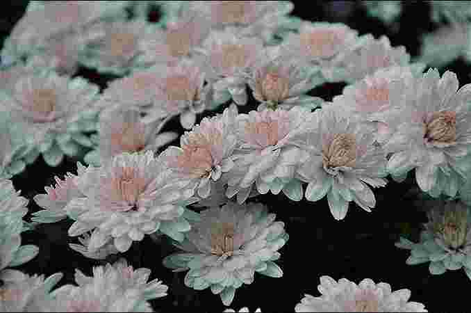 Chrysanthemums