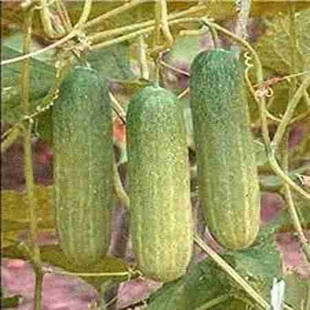 Cucumber / Kheera