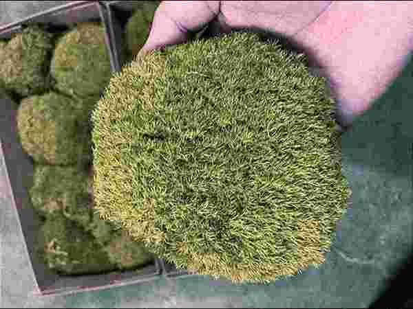 Aarambh Decorators Aarambh Decorators