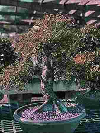 Regional Horticulture Nursery Regional Horticulture Nursery