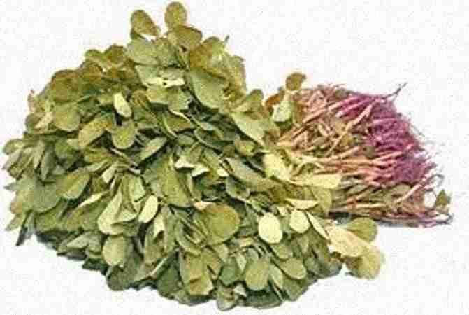 Fenugreek / Methi