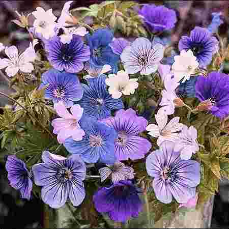 Geraniums
