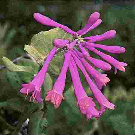 Honeysuckle