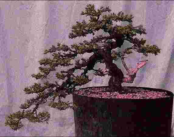 Regional Horticulture Nursery Regional Horticulture Nursery