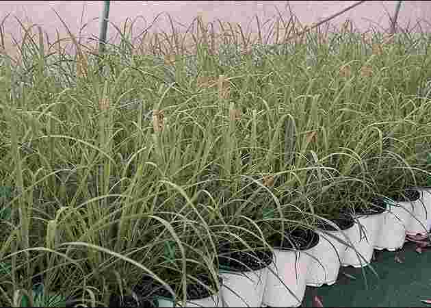 TheBaghStore - All Indoor Plants in Bangalore TheBaghStore - All Indoor Plants in Bangalore