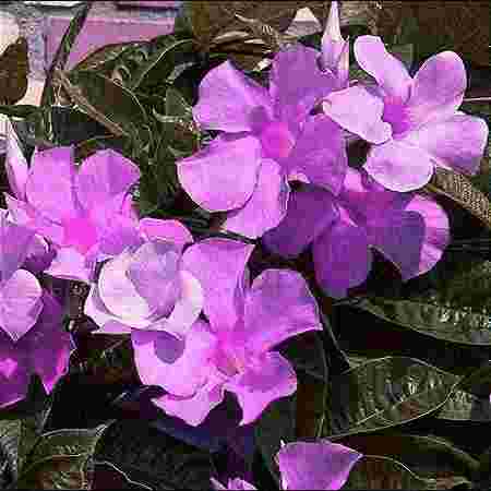 Barak Agro Farm and Nursery