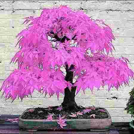 Regional Horticulture Nursery