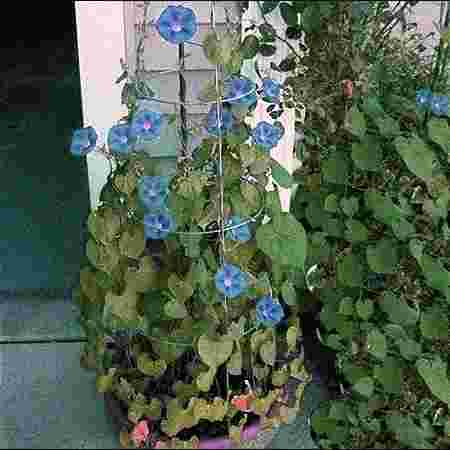 Barak Agro Farm and Nursery Barak Agro Farm and Nursery