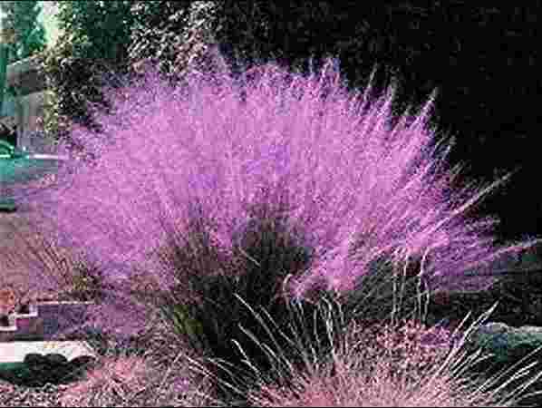 Muhly Grass