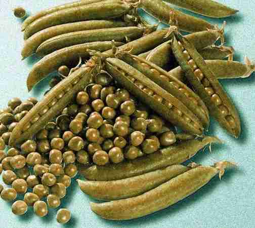 Peas / Matar