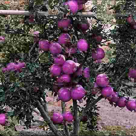 Barak Agro Farm and Nursery Barak Agro Farm and Nursery