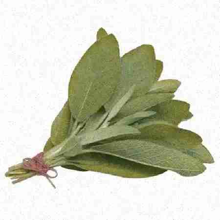 Sage
